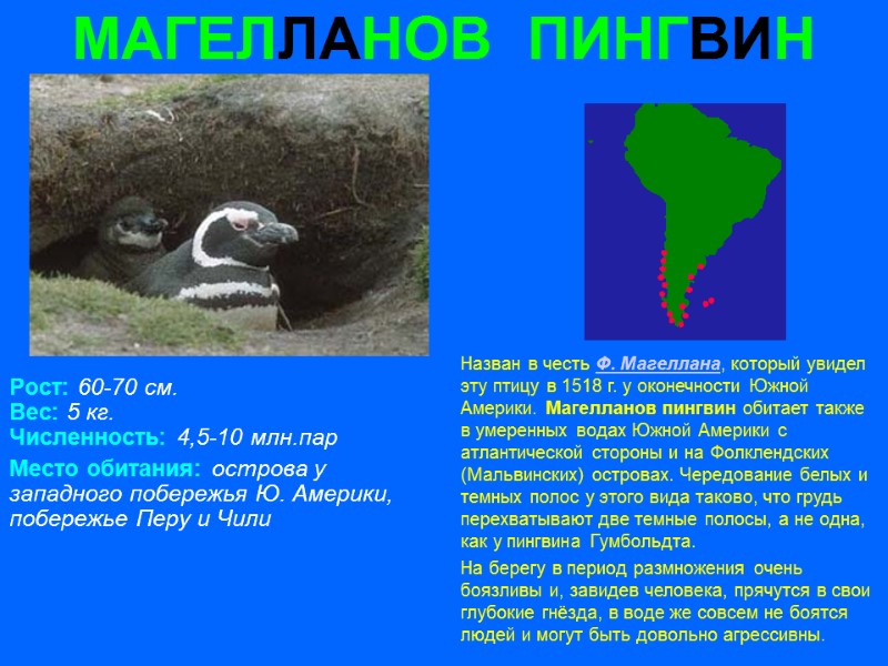 МАГЕЛЛАНОВ  ПИНГВИН Рост: 60-70 см. Вес: 5 кг. Численность: 4,5-10 млн.пар Место обитания: